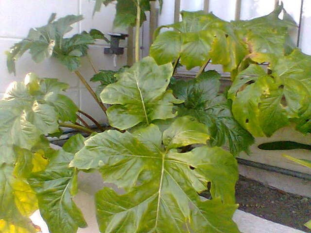 PLANTAS