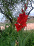 PLANTAS