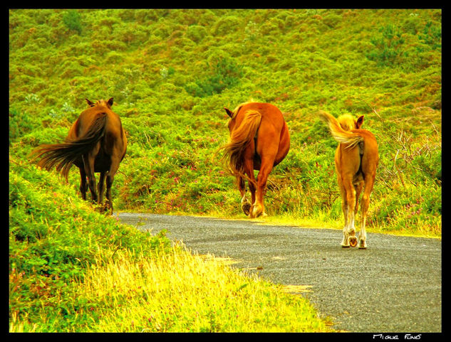 Caballos en Punta Candelaria - A Coruña Naturaleza Color (Digital)