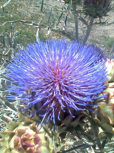 Flores