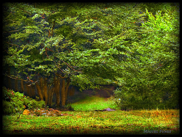 Bosque Abiada Naturaleza Color (Digital)