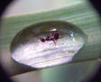 ATRAPADA