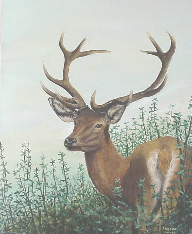 VENADO