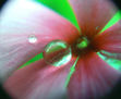GOTA EN FLOR