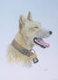 PERRO 1