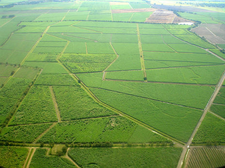 Caña De Azúcar