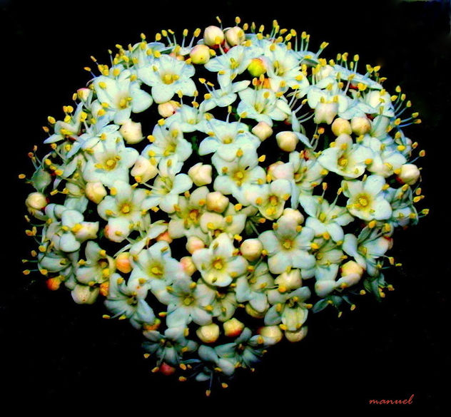 BLANCAS
