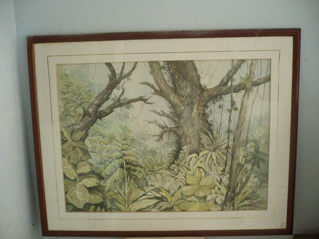 Bosque Neblina Tropical