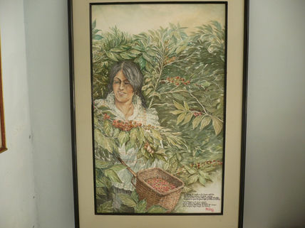 Chapolera Colombiana