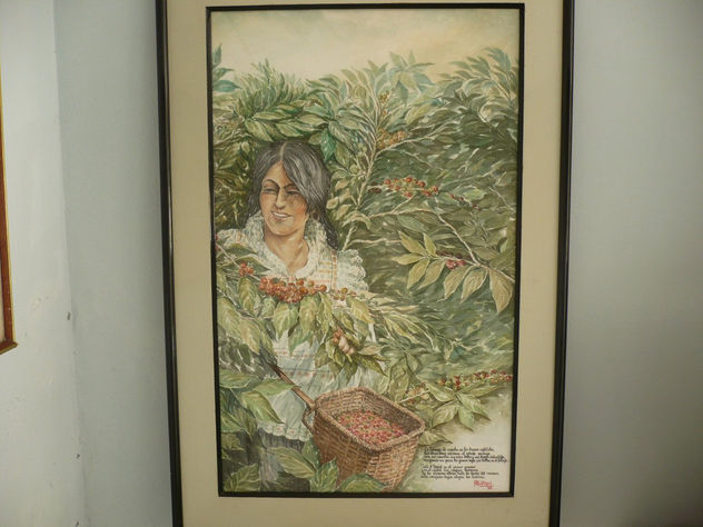 Chapolera Colombiana