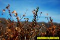 planteate