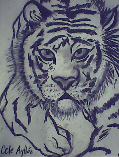 tigre Charcoal