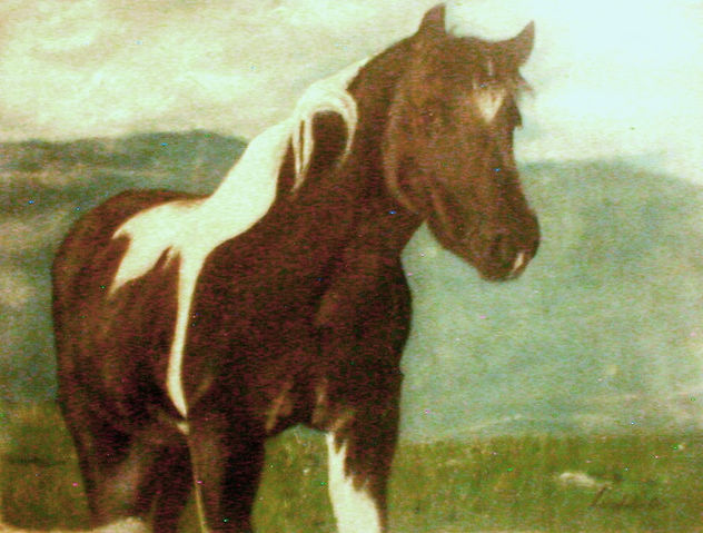 caballo,pony