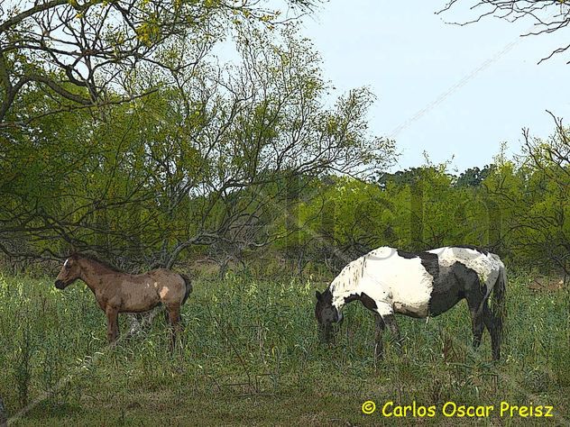 TOBIANA NEGRA 3