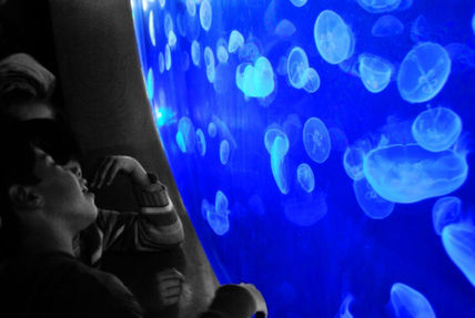 Medusas