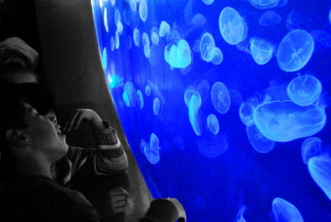 Medusas