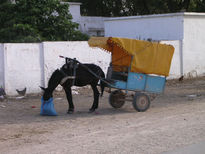 Burro