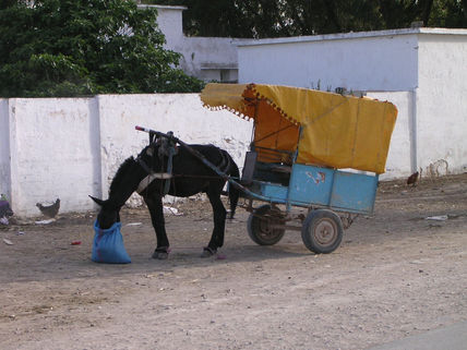 Burro