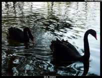 Cisnes Negros