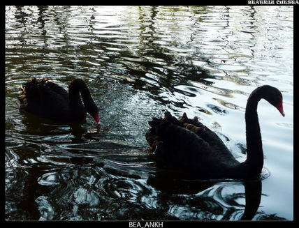 Cisnes Negros