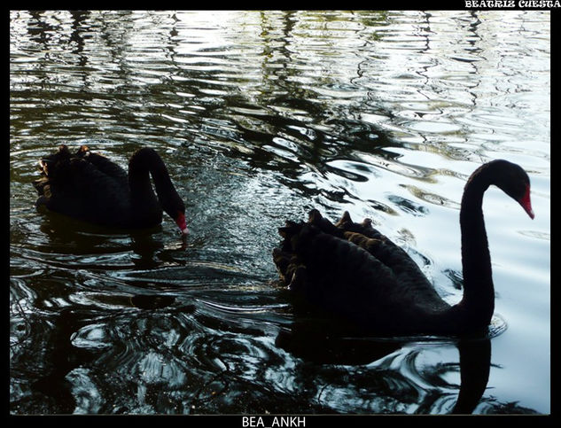 Cisnes Negros 