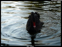 Cisne Negro