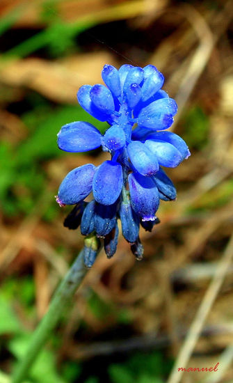 AZUL Naturaleza Color (Digital)