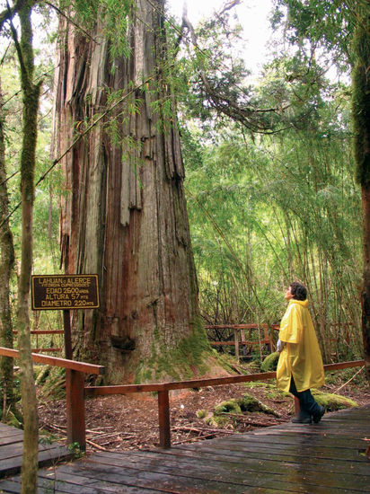 Parque Nacional "Los Alerces" 