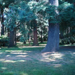 Naturaleza (Árboles) thumbnail 2