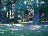 Bosque En Portland