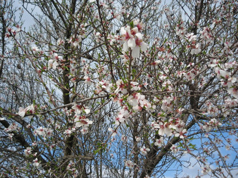 la Flor del amendrero
