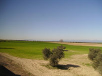 Campo