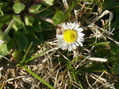 flor 2
