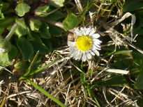 Flor 2
