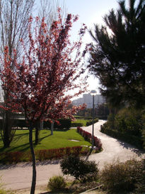 Parque