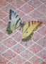 Mariposa color