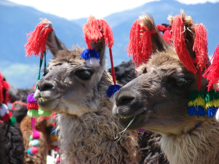 Llamerada