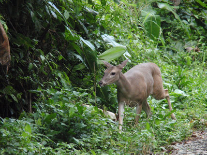 Costa rica