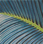 palmera