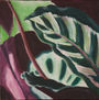 Maranta