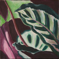 Maranta