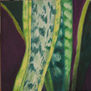 Sansevieria