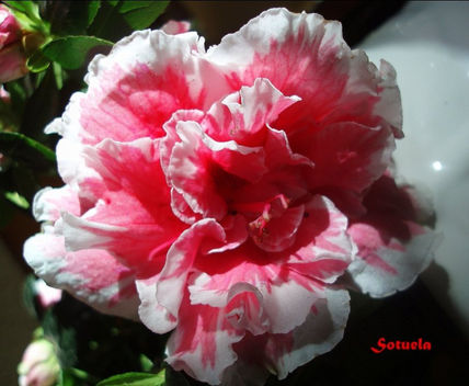 Azalea flor