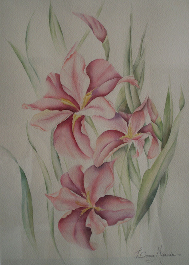Iris "Top Notch"