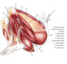 Anatomía 2