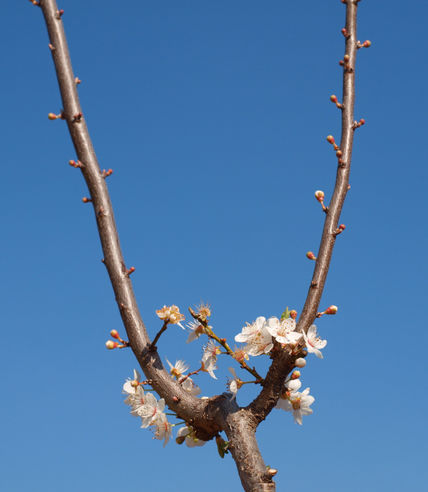 Tiraflores