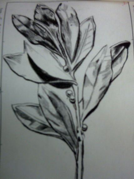 Flor