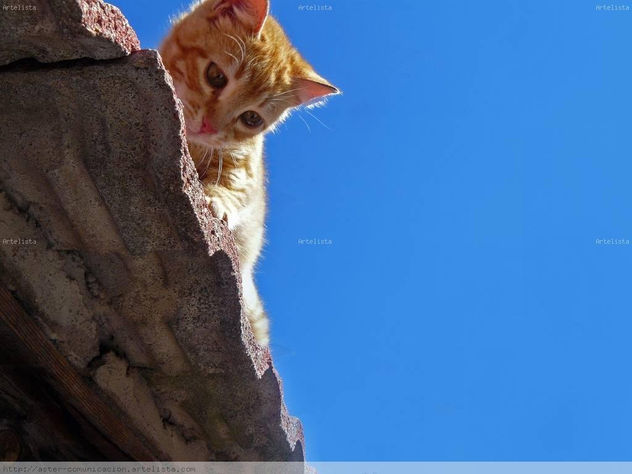 GATO CURIOSO