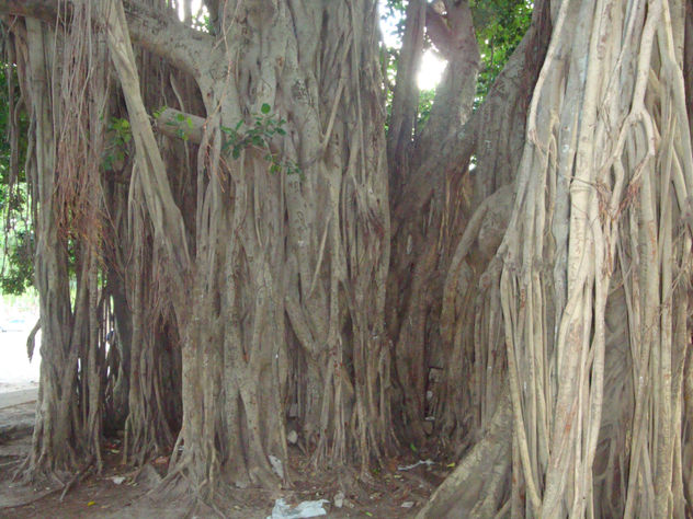 RAICES