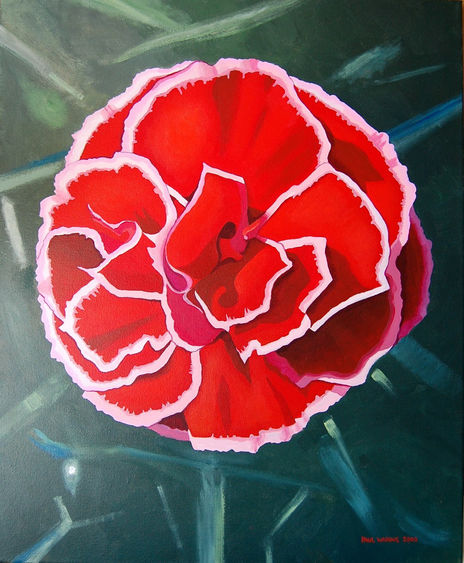 Carnation 2009